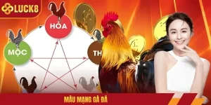 Màu Mạng Gà Đá: Cược Theo Phong Thủy, Cơ Hội Thắng Lớn